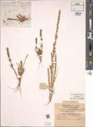 Image result for Elytrophorus spicatus