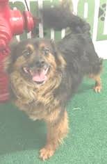Maybe you would like to learn more about one of these? View Ad Australian Shepherd Tibetan Spaniel Mix Dog For Adoption Near California Redding Usa Adn 586654