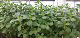 Check spelling or type a new query. La Portulaca Biofortificata Il Nuovo Arricchitore Made In Italy Fresh Cut News