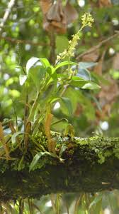 Image result for Polystachya bennettiana