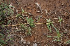 Image result for Tragus koelerioides