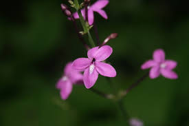 Image result for Pseuderanthemum ludovicianum