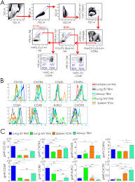 This is followed by a rash that forms blisters and crusts over. Heterotypic Immunity Against Vaccinia Virus In An Hla B 07 02 Transgenic Mousepox Infection Model Scientific Reports
