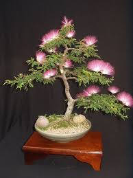 albizia julibrissin mimosa bonsai pink tree 10 seeds rare etsy bonsai tree flowering bonsai tree bonsai plants
