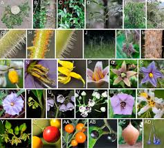 Image result for Solanum schumannianum