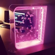 Moon jellyfish, moon jelly, common jellyfish, saucer jelly basic animal group: Pet Jellyfish On Twitter Throwback To When Cubic Tried Nearly 100 Moon Jellies In A Pulse 80 Jellyfish Tank Wouldn T Recommend This Many Jellies In The Long Run But Nice For A Quick
