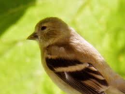 Birds With Yellow Feathers In Michigan Baby Yellow Finch Yellow Finch Baby Yellow Michigan Nature