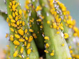 Many bugs or insects can come and go in the home, but the most commonly seen bug is probably the carpet beetle. How To Get Rid Of Tiny Yellow Bugs Plant Index