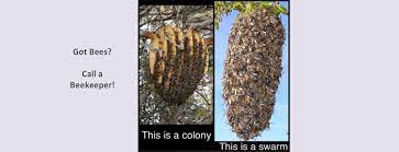 Swarm removal, i am an experienced beekeeper with many years of swarm removal experience in all settings. Swarm And Bee Removal Los Angeles County Beekeepers Association