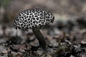 Image result for Strobilomyces strobilaceus