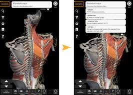 Small muscles arising from the back portion of hand and foot and extending to base of little finger or little toe. Ll7mw6ktw1qr2m