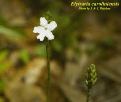 Image result for Elytraria
