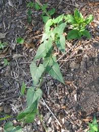 Honeyvine Milkweed Nebraska Extension Community Environment Nebraska