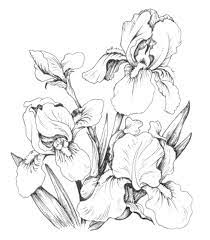 Coloring Page Flower Drawing Coloring Pages Flower Coloring Pages