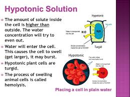 A few white blood cells can also be seen with the red bl. Tonicity Is A Measure Of The Osmotic Pressure As Defined By The Water Potential Of The Two Solutions Of Two Solutions Separated By A Semipermeable Membrane Ppt Download