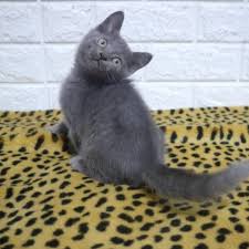 Jual dan cari hewan peliharaan kucing terbaru di indonesia, temukan listing hewan peliharaan kucing terbaru hanya di olx tempat jual beli terlengkap di indonesia. Kucing Ras British Short Hair Mix Russian Blue Spesial Shopee Indonesia