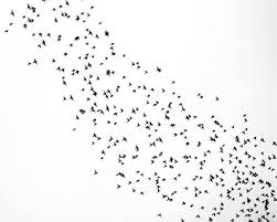 Three Birds In Flight Tattoo Flock Of Birds Photo Black And White Photography Vancouver Etsy Birds Flying Photography Flying Photography Flock Of Birds