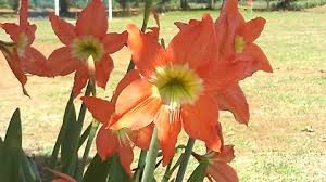 Red Amaryllis Lily Flower On The Garden Red Amaryllis Lily Flower Amaryllis Flowers