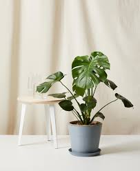 Image result for Monstera