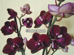 Pin On My Orchids Flowers