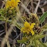 Image result for Geigeria