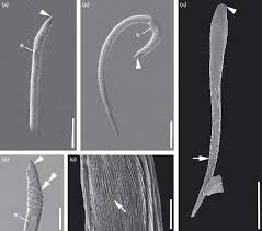 Image result for Lankesteria