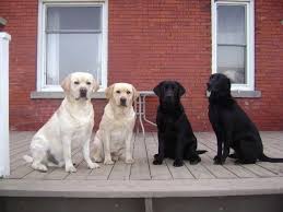 Black And White Lab Labrador Retrievers Beatiful Dogs And Very Smart Lab Dogs Labrador Retriever Labrador