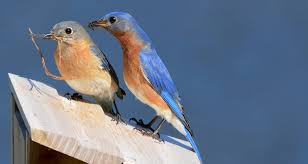 When it is the right time to fly, the young will fly away, as is understand what empty nest syndrome is, so that you can recognize the symptoms in your own. Nestwatch To Clean Or Not To Clean Your Nest Box Nestwatch