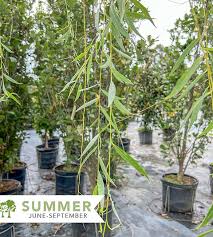 Image result for Salix babylonica