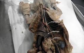 I dissect the cat for you so you just have to first stitch the organs, then place the cat on top not craft supplies. Cat Dissection