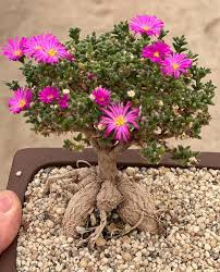 Image result for Rothmannia fischeri