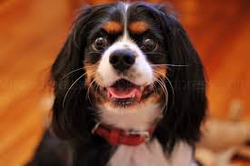 Charlie The Cavalier King Charles Spaniel Focused Rebel