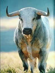 Bocinegro Animals Wild Bull Cow Animals Beautiful