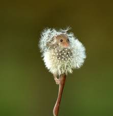 Dormouse By Highlandtiger84 Aptly Named Dormouse Comes From Anglo Norman Dormeus Which Means Sleepy One This Tiny R Hayvanlar Hayvan Hayvan Yavrulari