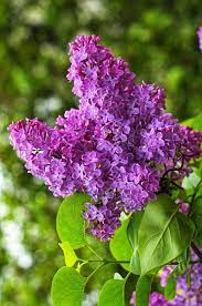 My Favorite Beautiful Flowers Lilac Flowers Pretty Flowers