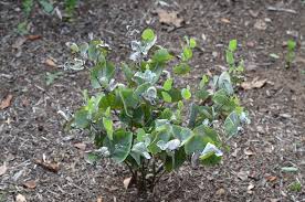 Image result for Baphia speciosa