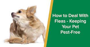 How To Deal With Fleas - Keeping Your Pet Pest-Free - Parkside Vets