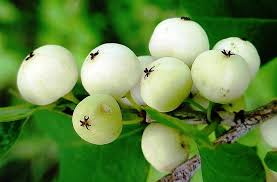 Image result for Flueggea