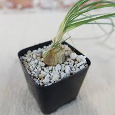 Image result for Albuca sp. no. 1