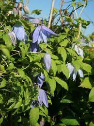 We did not find results for: Alpen Waldrebe Frances Rivis Clematis Alpina Frances Rivis Baumschule Horstmann