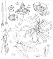 Image result for Xylopia katangensis