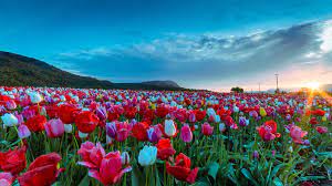 Tulip Sunrise Explored Tulips Outdoor Flowers Field Wallpaper