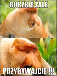 ˈɡɔʂkʲe ˈʐalɛ lenten (or bitter lamentations) is a catholic devotion containing many hymns that developed out of poland in the 18th century. Gorzkie Zale