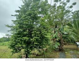 Image result for Guazuma