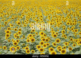 Image result for tbn:0DAOHh2-xx0FjM::www.3roos.com/postsimages/d60e3afe16044b303e40d5e60727bae6.jpg