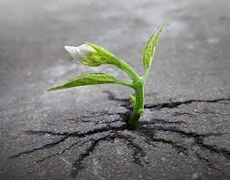 People have always grown food in urban spaces—on windowsi. Life Finds A Way 24 Plants That Just Won T Give Up Bored Panda