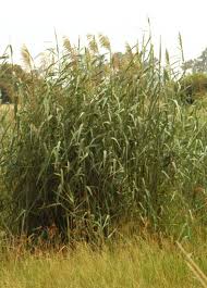 Image result for Phragmites mauritianus