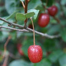 Blood meal is one of the highest organic sources of nitrogen available, and has the added benefit of repelling deer, rabbits and skunks. Goumi Berries Are Edible Nitrogen Fixers Sweet Tasty Little Fruits That Can Be Grown In Most Temperate Cli Fall Garden Vegetables Garden Shrubs Planting Herbs