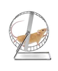 For each mouse, roll about 1 tablespoon crumb mixture into a ball; Mouse Hamster Exercise Wheel A Mouse Running On An Exercise Wheel Isolated On W Aff Wheel Mouse Exercise Mouse Hamster Exercise Wheel Mouse Wheel