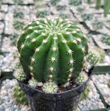 Echinobivia Hybrid Rainbow Bursts Planet Desert Plants Succulents Cacti And Succulents